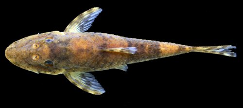 Rhinotocinclus hardmani = Dorsal view-Female, Kuribrong River at Grass Shoals Rapids, Potaro-Siparuni, Guyana