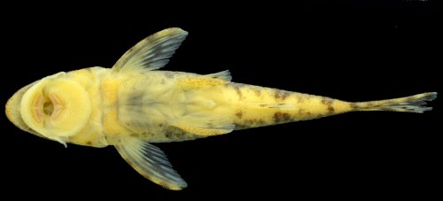 Rhinotocinclus hardmani = Ventral view-Female, Kuribrong River at Grass Shoals Rapids, Potaro-Siparuni, Guyana