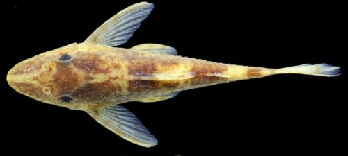 Rhinotocinclus longirostris = Dorsal view-Male, Rio Preto da Eva, ca. 4 km upstream of Rio Preto da Eva town, Amazonas, Brazil