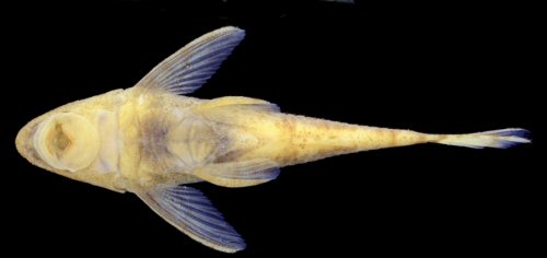 Rhinotocinclus longirostris = Ventral view-Male, Rio Preto da Eva, ca. 4 km upstream of Rio Preto da Eva town, Amazonas, Brazil 