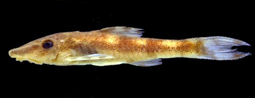 Rhinotocinclus marginalis = Holotype-Rio Iriri at Cachoeira Grande, ca. 15 km upstream from confluence with rio Xingu, Piranhaquara, Pará, Brazil. 