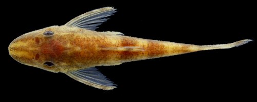 Rhinotocinclus marginalis = Dorsal view-holotype-Rio Iriri at Cachoeira Grande, ca. 15 km upstream from confluence with rio Xingu, Piranhaquara, Pará, Brazil