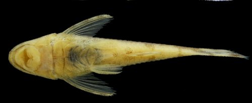 Rhinotocinclus marginalis = Ventral view-holotype-Rio Iriri at Cachoeira Grande, ca. 15 km upstream from confluence with rio Xingu, Piranhaquara, Pará, Brazil