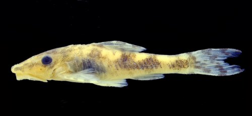 Rhinotocinclus pentakelis = Female, Rio Palma at Lavandeira, rio Tocantins basin, Tocantins, Brazil