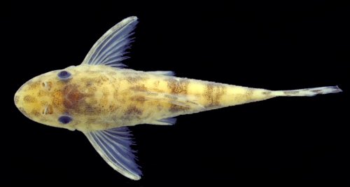 Rhinotocinclus pentakelis = Dorsal view-Female, Rio Palma at Lavandeira, rio Tocantins basin, Tocantins, Brazil 