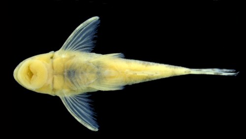 Rhinotocinclus pentakelis = Ventral view-Female, Rio Palma at Lavandeira, rio Tocantins basin, Tocantins, Brazil