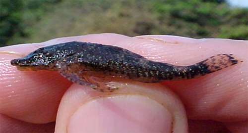 Rhinotocinclus pilosus