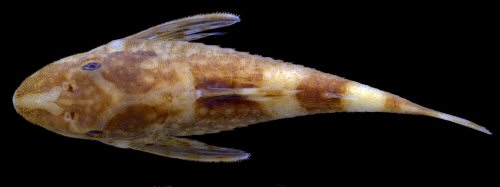 Rhinotocinclus polyochrus = Dorsal view-female, creek tributary to Río Mawarinuma at Neblina base camp, Amazonas, Venezuela