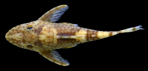 Rhinotocinclus variola = Dorsal view-Male, Quebrada Tacana, tributary to Río Amazonas at km 6.5 of road from Leticia to Tarapacá, Leticia, Departamento Amazonas, Colombia