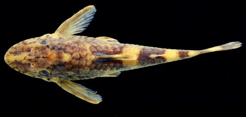 Rhinotocinclus yaka = Dorsal view-Female, igarapé Açaí near São Pedro Village, Rio Tiquié basin, Amazonas, Brazil