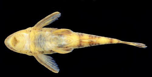 Rhinotocinclus yaka = Ventral view-Female, igarapé Açaí near São Pedro Village, Rio Tiquié basin, Amazonas, Brazil