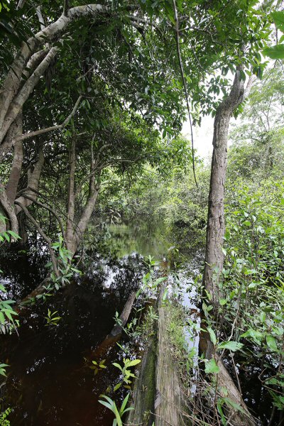 Rhinotridens britskii = Type locality-igarapé Boa Vista (Rio Javari drainage), Atalaia do Norte Municipality