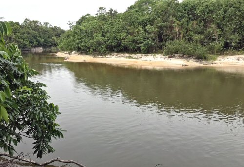 Rhinotridens chromocaudatus = Type locality-Rio Ipixuna, Rio Purus drainage, Rio Amazonas basin, Humaitá Municipality, Amazonas State, Brazil