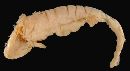 Rhizosomichthys totae = Preserved specimen, ventral view-Lago de Tota at head of Rio Upia (a trib. of Rio Meta), Eastern Andes  