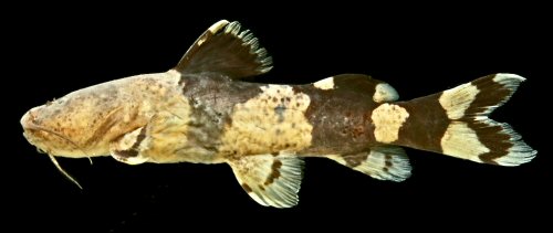 Rhyacoglanis varii = Lateral view-holotype, 67.1 mm SL, rio do Peixe, upper rio Tocantins basin, Goianésia, state of Goiás, Brazil