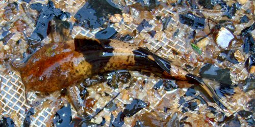 Rhyacoglanis varii = Live specimen-paratype, 46.1 mm SL, rio do Peixe, upper rio Tocantins basin, Goianésia, state of Goiás, Brazil