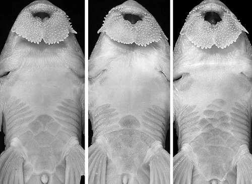 Rineloricaria capitonia = Paratyps MCP 18740. Variation of abdominal plates