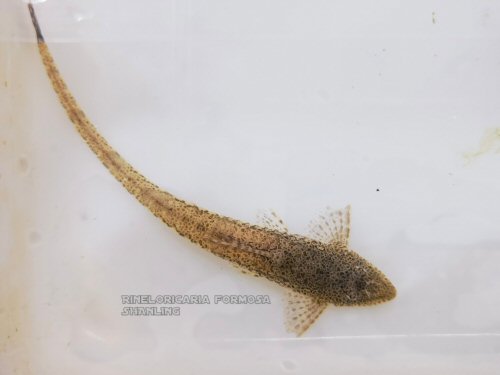 Rineloricaria formosa = dorsal view