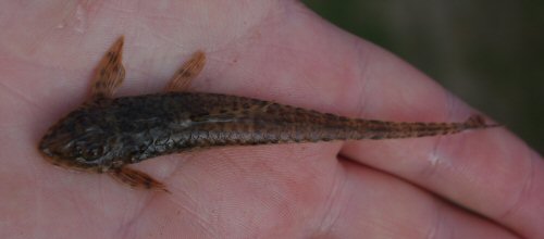 Rineloricaria longicauda =Dorsal view-Rio Yaguaron, Cerro Largo, Uruguay