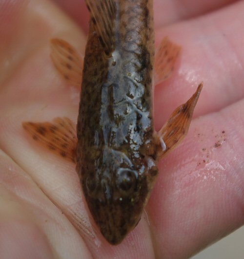 Rineloricaria longicauda =Dorsal head view-Rio Yaguaron, Cerro Largo, Uruguay