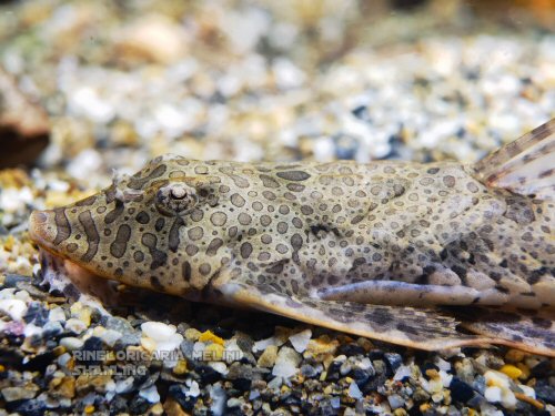 Rineloricaria melini = head view