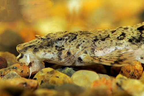 Rineloricaria microlepidogaster = head view