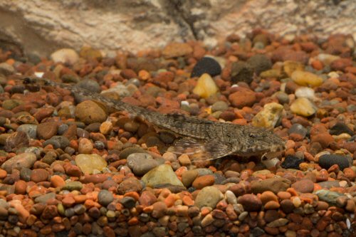 Rineloricaria morrowi = Requena Province, Peru