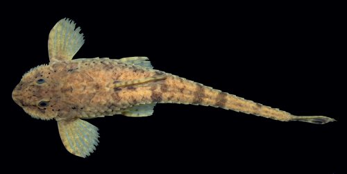 Rineloricaria nudipectoris = Dorsal view: Holotype-Brazil, Cachoeiras de Macacu, Rio Macacu