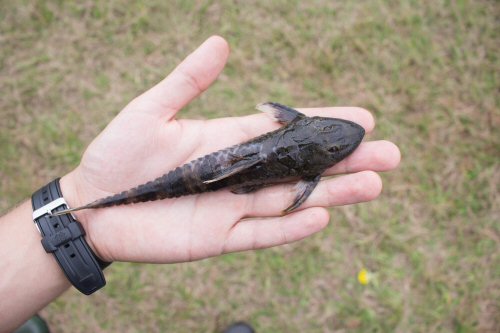 Rineloricaria reisi = Rio Turvo, Rio Grande do Sul, Brazil