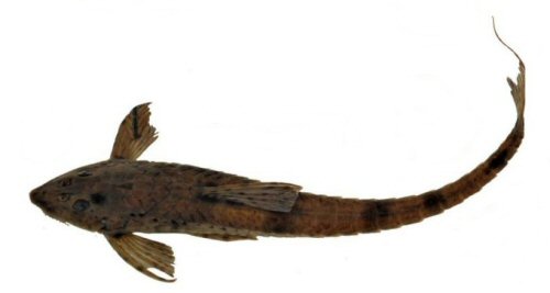 Rineloricaria sanga = dorsal view