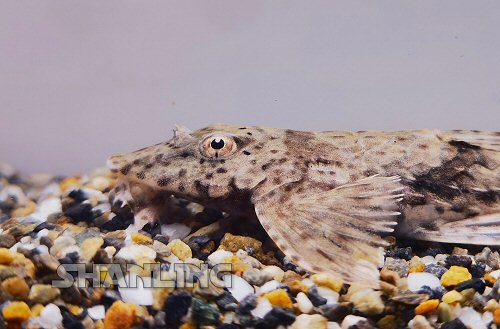 Rineloricaria sp. 'Puerto Ayacucho' = head view