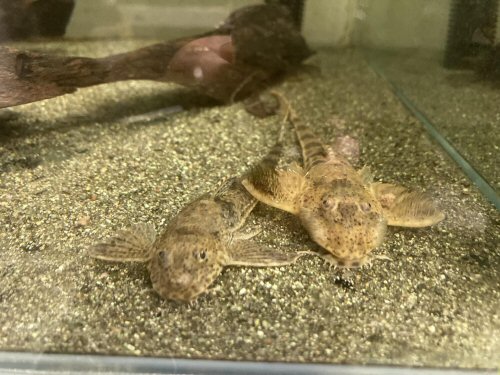 Rineloricaria sp. 'Puerto Ayacucho' = head views