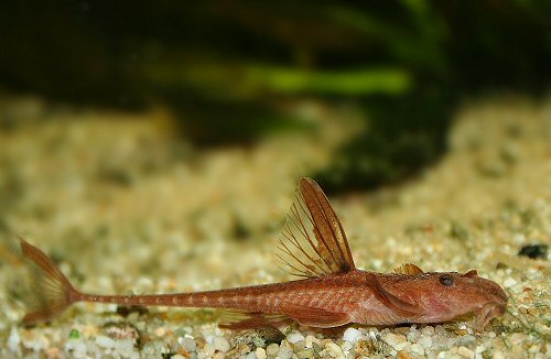 Rineloricaria sp. (L010a) = female