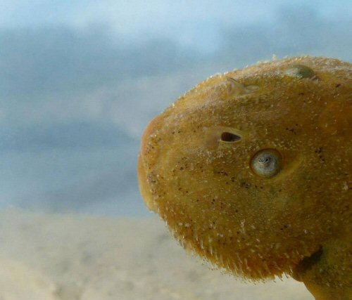 Rineloricaria steinbachi - head view