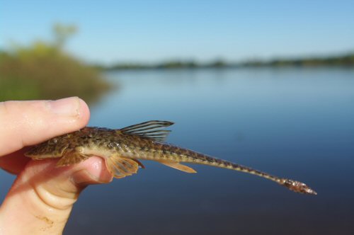 Rineloricaria strigilata = Laguna de Arnaud, Uruguay