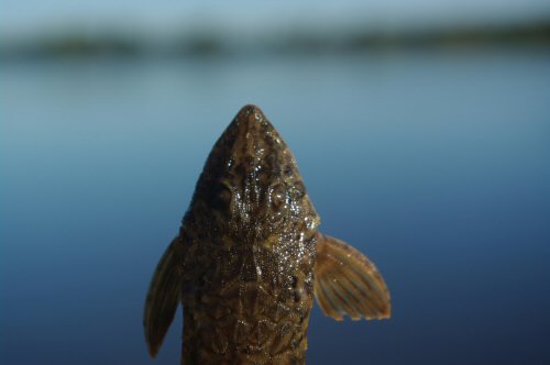 Rineloricaria strigilata = Dorsal view-Laguna de Arnaud, Uruguay