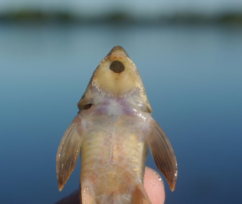 Rineloricaria strigilata = Ventral view-Laguna de Arnaud, Uruguay