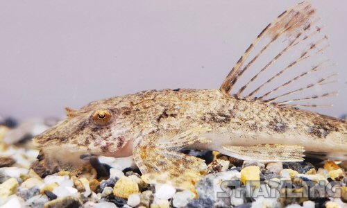 Rineloricaria strigilata = head view