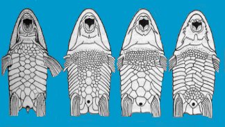 H.parva, R.microlepidogaster, R.lanceolata, R.filamentosa