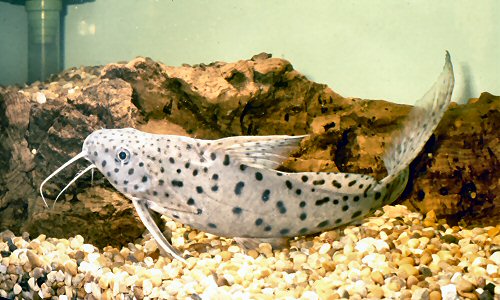 Synodontis acanthomias