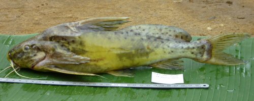 Synodontis acanthomias