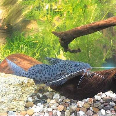 Synodontis acanthomias