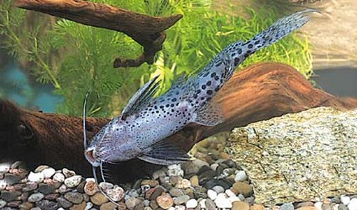 Synodontis acanthomias