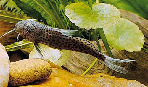 Synodontis acanthomias