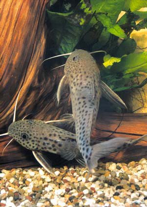 Synodontis acanthomias