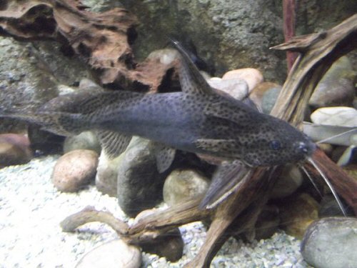 Synodontis acanthomias = Image taken at the Oceanarium, Bournemouth, England, U.K.