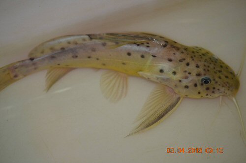 Synodontis acanthomias = dorsal view