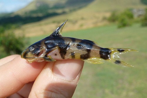 Synodontis acanthoperca = Upper Ogowe River in Gabon.