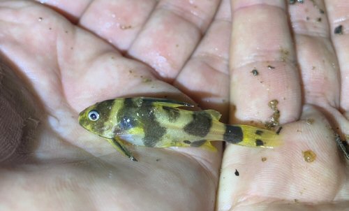 Synodontis acanthoperca = Haut-Ogooué, Gabon