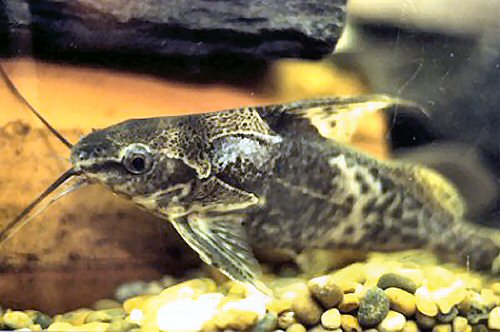 Synodontis afrofischeri